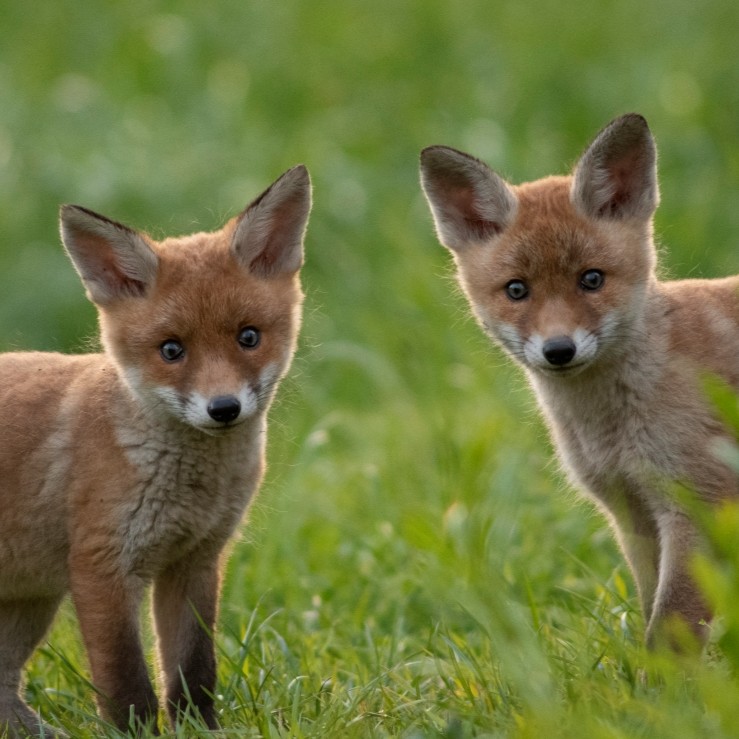 DEUTSCHLANDS PARADIESE – WILDNIS IM WANDEL